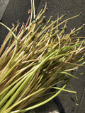 Playing with plants- a soft intro to basketry techniques