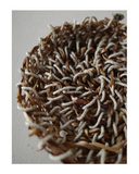Playing with plants- a soft intro to basketry techniques