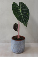 Blue smoke cylindrical vessel- Salvaged ash glaze (planter/vase/utensil holder)