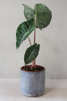 Blue smoke cylindrical vessel- Salvaged ash glaze (planter/vase/utensil holder)