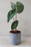 Blue smoke cylindrical vessel- Salvaged ash glaze (planter/vase/utensil holder)