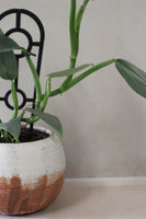 Orb planter- Shino